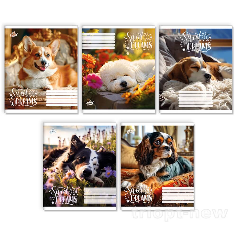 Зошит 24арк.оф.#ТВ-109 №2664 Лапи в тишi