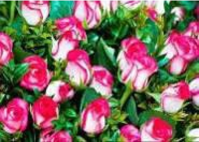 GLD60423 - GB70045 Алмазна мозаїка за номерами 30*40 