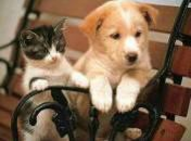 GLD60548 - GB71530 Алмазна мозаїка за номерами 30*40 