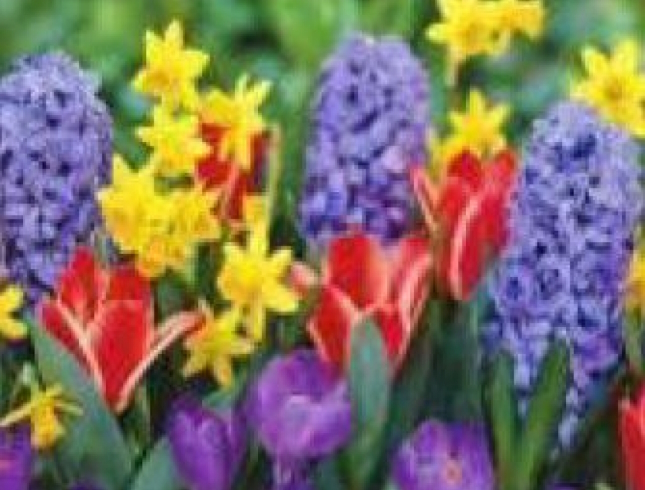 GLD60588 - GB70011  Алмазна мозаїка за номерами 30*40см 