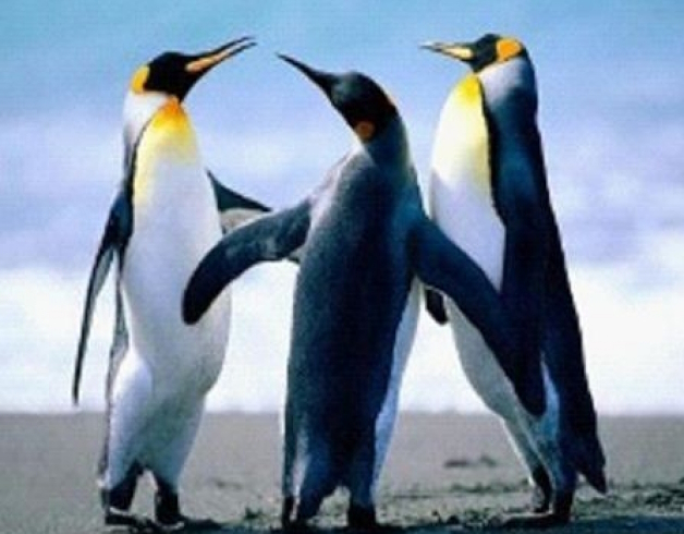 GLD61370_B Алмазна мозаїка за номерами 30*40 