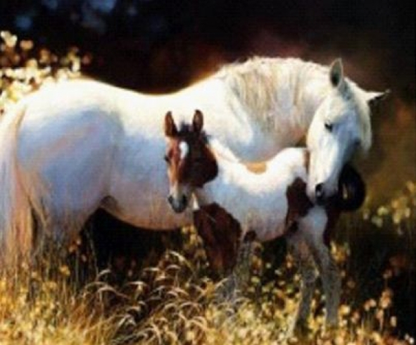 GLD61423_B Алмазна мозаїка за номерами 30*40 